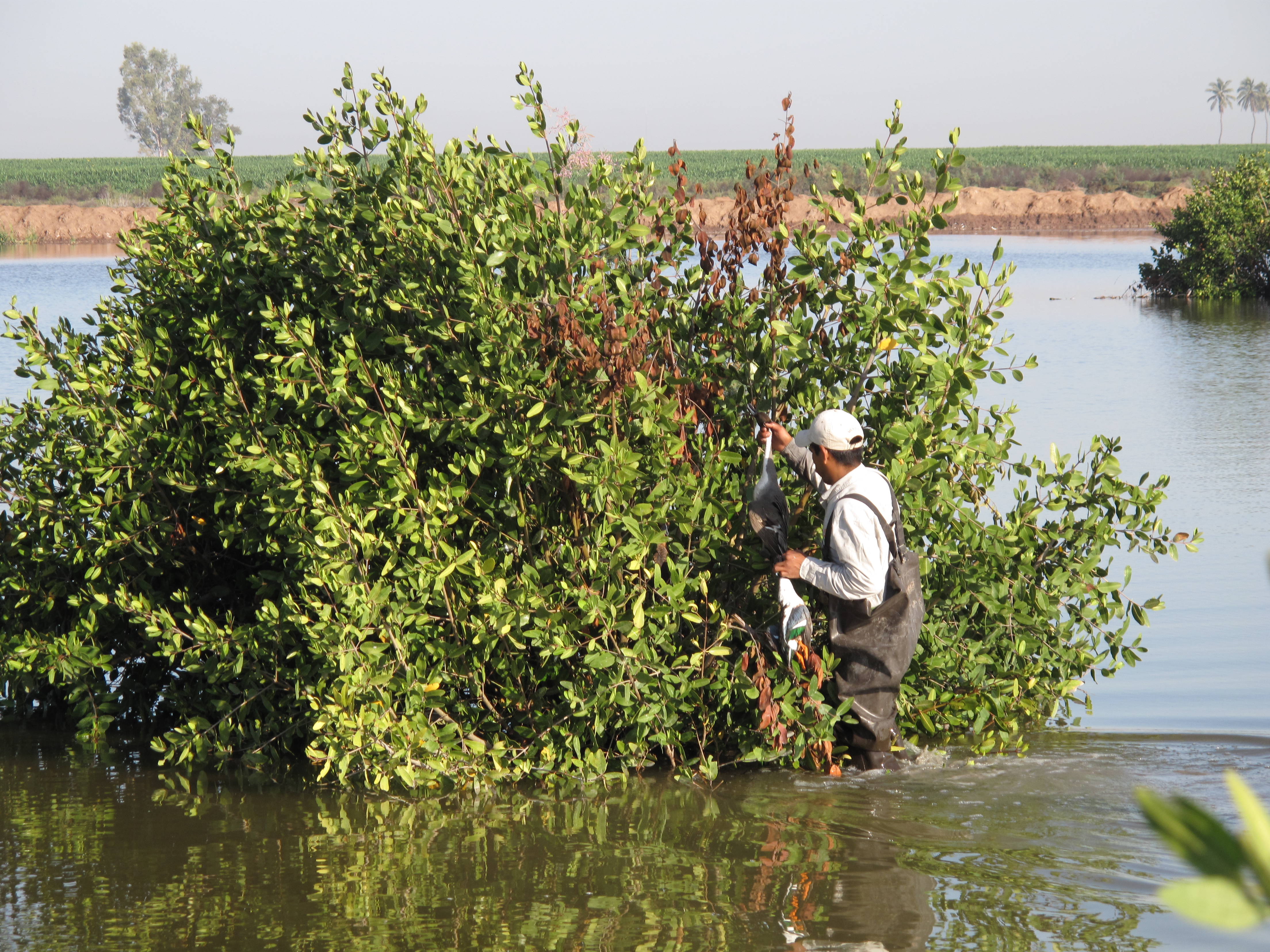 Bird boy retrieving IMG_0443