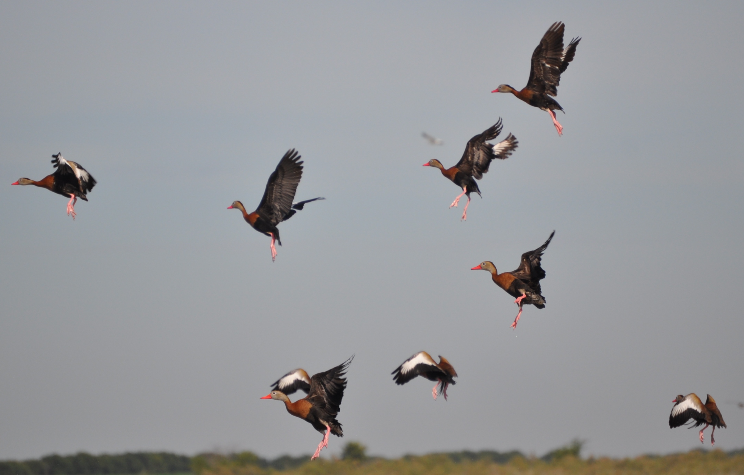 Pichiguila Ducks in Flight