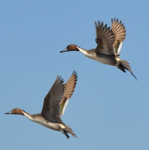 Pintail Male and Female in Flight