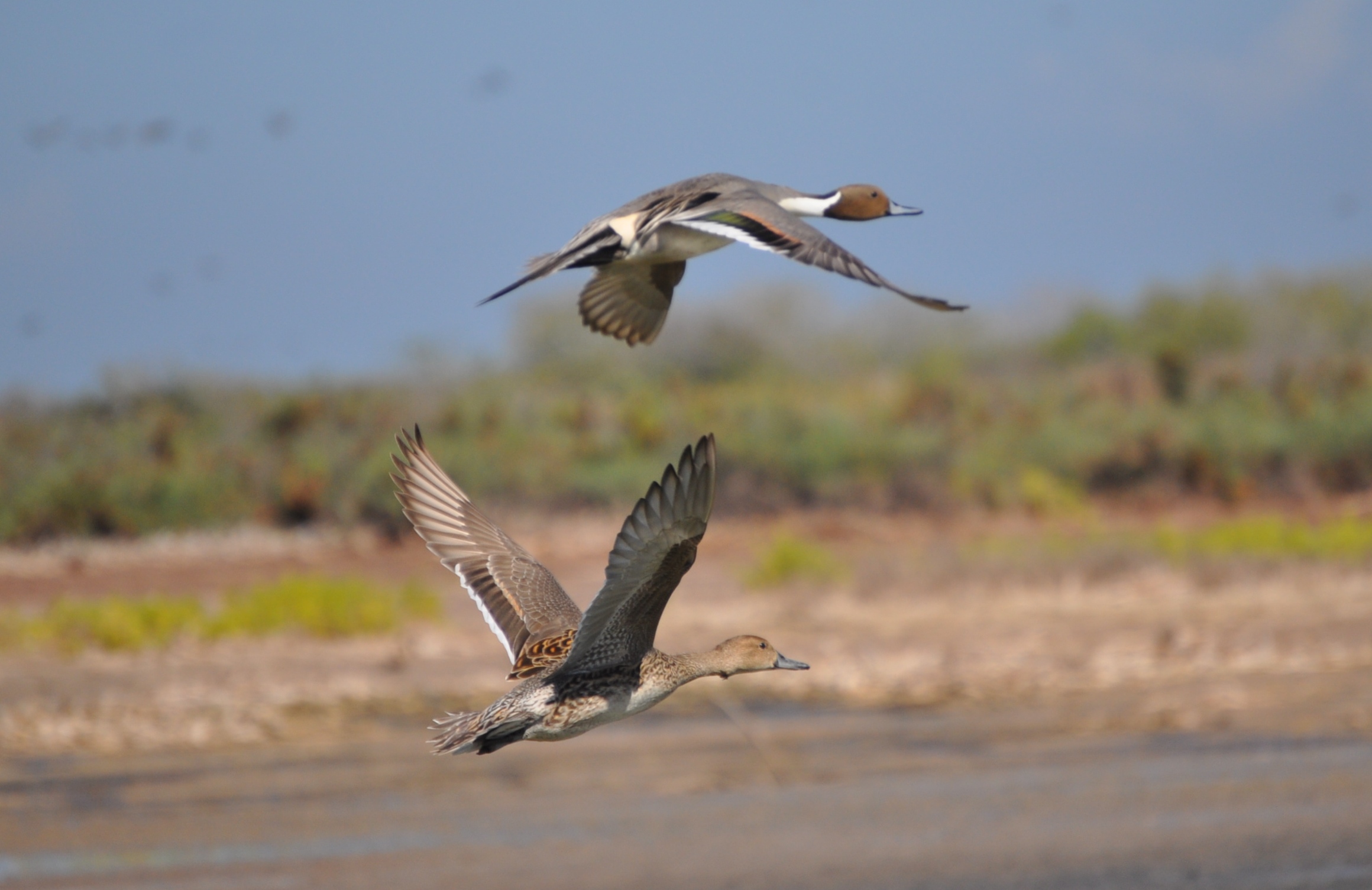 Pintail pair in February 2012 DSC_0280
